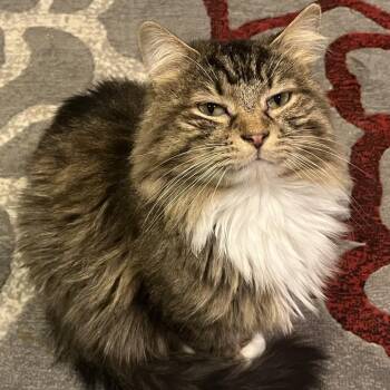 Sinclair -  Domestic Long Hair Cat for Adoption in Oak Park, Illinois - Sinclair | PetCurious