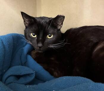 Domestic Short Hair Cats Available for Adoption in Elmsford, New York - Laurent - Available 5/8 | PetCurious