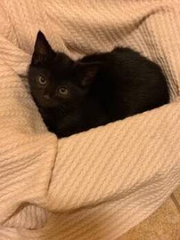 Fergal -  Domestic Short Hair Cat for Adoption in Little Rock, Arkansas - Fergal | PetCurious