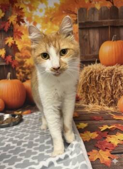 Rescue Domestic Medium Hair Cats for Adoption in Athens, Alabama - CHARLOTTE | PetCurious