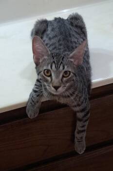 Lindfield -  Tabby and Domestic Short Hair Cat for Adoption in Phoenix, Arizona - Lindfield | PetCurious