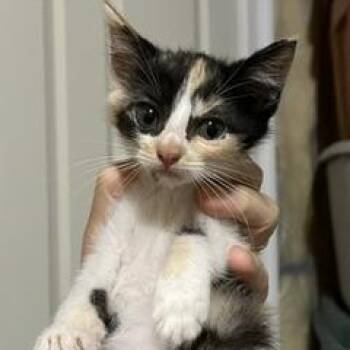 Amber -  Domestic Short Hair Cat for Adoption in Greensboro, Georgia - Amber | PetCurious