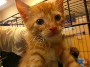 LION -  Domestic Short Hair Cat for Adoption in Ocala, Florida - LION | PetCurious