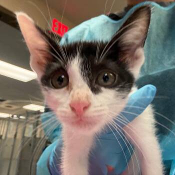 Wildflower w/ Willow -  Domestic Short Hair Cat for Adoption in Flagstaff, Arizona - Wildflower W/ Willow | PetCurious