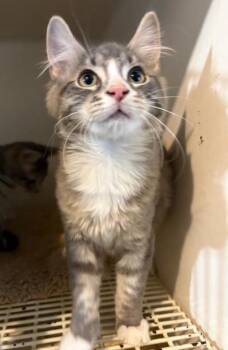 Rescue Domestic Medium Hair Cats for Adoption in Pottstown, Pennsylvania - Muffin | PetCurious