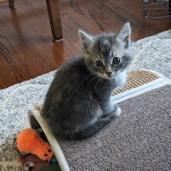 Domestic Short Hair Cats Available for Adoption in Falls Church, Virginia - Gertrude | PetCurious
