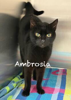 Domestic Short Hair Cats Available for Adoption in Pawleys Island, South Carolina - Ambrosia | PetCurious