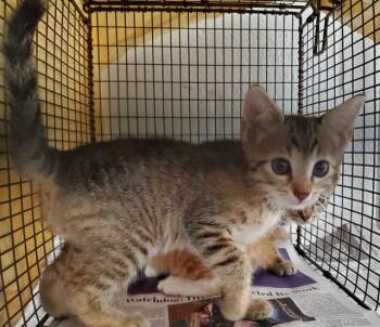 A2477535 -  Domestic Short Hair Cat for Adoption in Fort Lauderdale, Florida - A2477535 | PetCurious