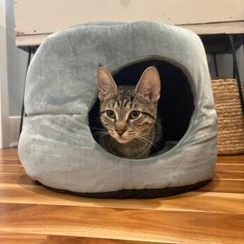 Domestic Short Hair Cats Available for Adoption - Echo | PetCurious