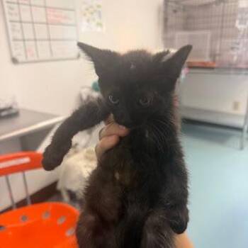 Domestic Short Hair Cats Available for Adoption in Austin, Texas - Rukmini 7 | PetCurious