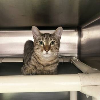 Rescue Domestic Short Hair Cats for Adoption in Gainesville, Georgia - Marty | PetCurious