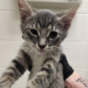 Rikki -  Domestic Short Hair Cat for Adoption in Murray, Utah - Rikki | PetCurious