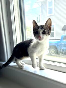 Sebastian -  Domestic Short Hair Cat for Adoption in East Amherst, New York - Sebastian | PetCurious