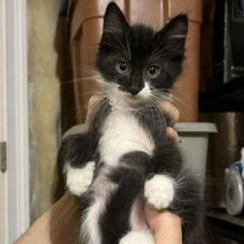 Aztec -  Domestic Long Hair Cat for Adoption in Greensboro, Georgia - Aztec | PetCurious