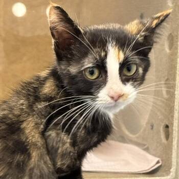 Talula -  Domestic Short Hair Cat for Adoption in Philadelphia, Pennsylvania - Talula | PetCurious