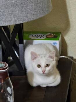 Yuki -  Domestic Short Hair Cat for Adoption in Miami, Oklahoma - Yuki | PetCurious