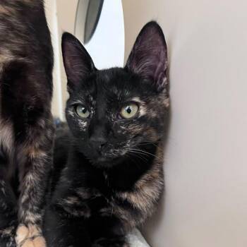 Kleo -  Domestic Short Hair Cat for Adoption in San Pablo, California - Kleo | PetCurious