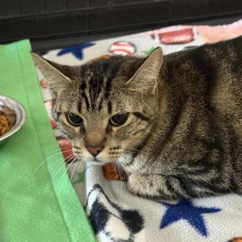 Domestic Short Hair Cats Available for Adoption in Austin, Texas - Redfin | PetCurious