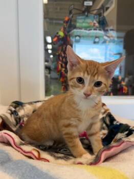 Oliver Bugeyes -  Domestic Short Hair Cat for Adoption in Winnipeg, Manitoba - Oliver Bugeyes | PetCurious