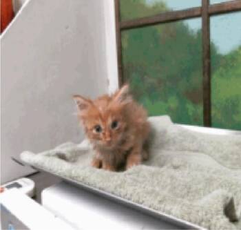 Firefly -  Domestic Medium Hair Cat for Adoption in Sedalia, Colorado - Firefly | PetCurious