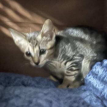 Cody Ryes -  Domestic Short Hair Cat for Adoption in St. Louis, Missouri - Cody Ryes | PetCurious