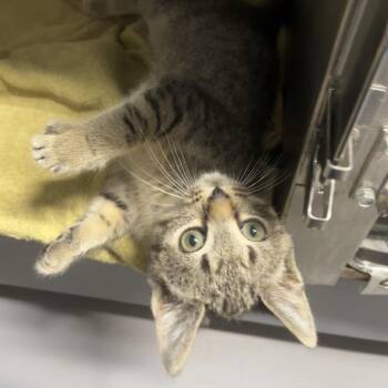 Angelica 4855 -  Domestic Short Hair Cat for Adoption in Hamilton, Georgia - Angelica 4855 | PetCurious
