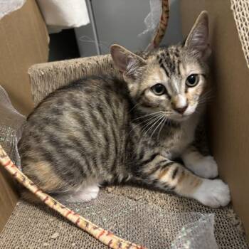 Chili -  Domestic Short Hair Cat for Adoption in Westminster, California - Chili | PetCurious
