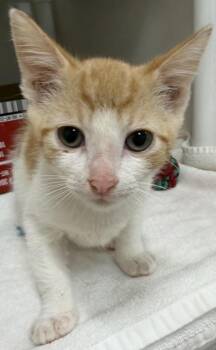 Domestic Short Hair Cats Available for Adoption in Honolulu, Hawaii - Hobi | PetCurious