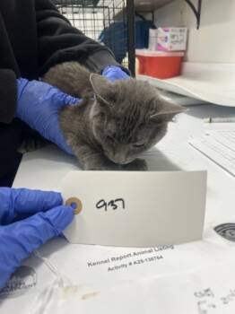 Rescue Domestic Short Hair Cats for Adoption - Linus | PetCurious