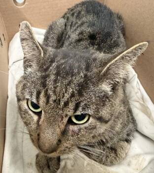 Tootsie Roll -  Domestic Short Hair Cat for Adoption - Tootsie Roll | PetCurious