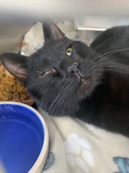 Rescue Domestic Short Hair Cats for Adoption in Hartsville, South Carolina - Caspian | PetCurious