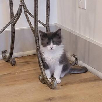 Goose -  Domestic Medium Hair Cat for Adoption in Wyandotte, Michigan - Goose | PetCurious