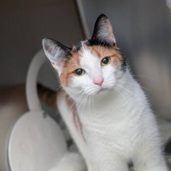 Domestic Short Hair Cats Available for Adoption in Asheville, North Carolina - Kugisaki | PetCurious