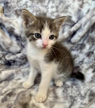 Hugo -  Domestic Short Hair Cat for Adoption in Port Washington, Wisconsin - Hugo | PetCurious