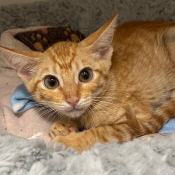 U.S.A -  Domestic Short Hair Cat for Adoption in League City, Texas - U.S.A | PetCurious
