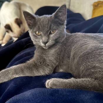 Rescue Domestic Short Hair Cats for Adoption in Houston, Texas - Sugar Bear | PetCurious