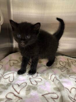 Domestic Short Hair Cats Available for Adoption in Kemp, Texas - Java | PetCurious
