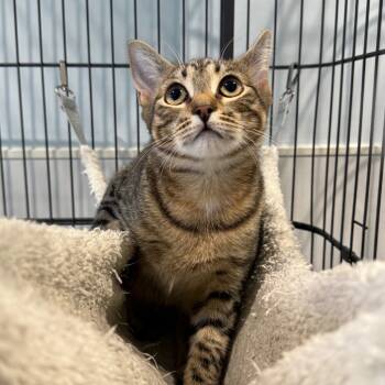 Rescue Domestic Short Hair Cats for Adoption in East Hampton, New York - Diamond | PetCurious