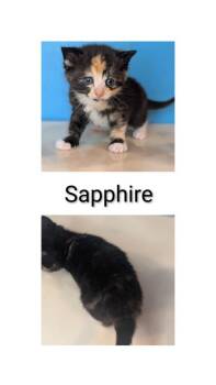 Domestic Short Hair Cats Available for Adoption in Syracuse, Indiana - Sapphire | PetCurious