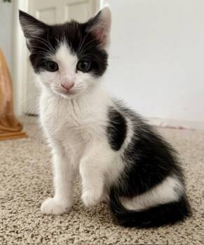 Serrano Pepper -  Domestic Short Hair Cat for Adoption in Novato, California - Serrano Pepper | PetCurious
