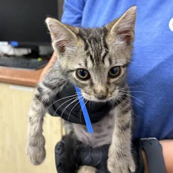 A883748 -  Domestic Short Hair Cat for Adoption in Camarillo, California - A883748 | PetCurious