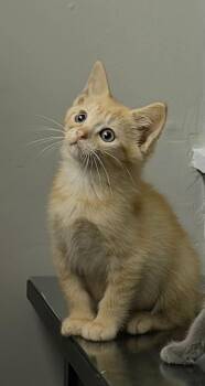 Tide -  Domestic Short Hair Cat for Adoption in Indianapolis, Indiana - Tide | PetCurious