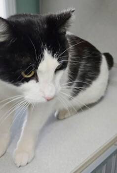 Domestic Short Hair Cats Available for Adoption - Maggie Mae | PetCurious