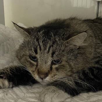 Domestic Short Hair Cats Available for Adoption - Cid | PetCurious