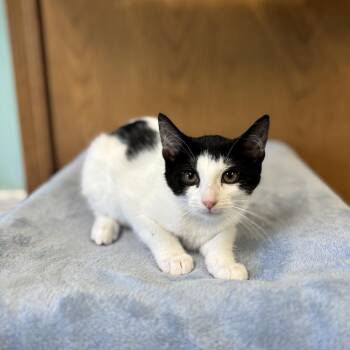 Vanity Fair--In Foster -  Domestic Short Hair Cat for Adoption in Fargo, North Dakota - Vanity Fair--In Foster | PetCurious
