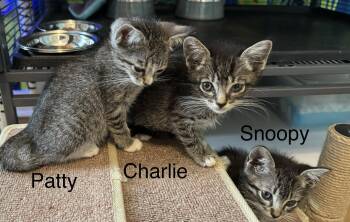 Charlie -  Tabby Cat for Adoption in Orlando, Florida - Charlie | PetCurious