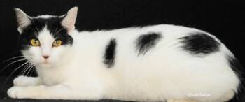 Dipper -  Domestic Short Hair Cat for Adoption in Newland, North Carolina - Dipper | PetCurious