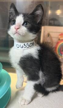 Domestic Short Hair Cats Available for Adoption in North Charleston, South Carolina - 06330B Barney | PetCurious