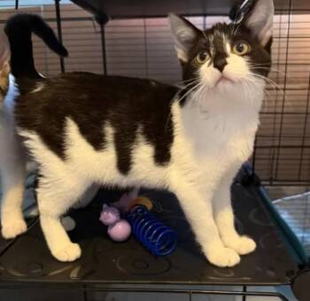 Kookaburra -  Domestic Short Hair Cat for Adoption in Reeseville, Wisconsin - Kookaburra | PetCurious