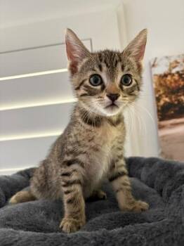 ROCKY -  Domestic Short Hair Cat for Adoption in Tustin, California - ROCKY | PetCurious